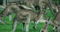 Kangaroos by https://www.flickr.com/photos/lavroff/ cc 2.0 https://creativecommons.org/licenses/by/2.0/ 