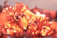 Close up of dulse seaweed being grown and harvested at Hatfield Marine Science Center in Newport Oregon. Chris Langdon has been growing and studying it for decades and is now working with the Food Innovation Center in Portland on creating healthy and appealing dishes. . Photo by Stephen Ward, OSU Extension and Experiment Station Communications. https://www.flickr.com/photos/oregonstateuniversity/19664135662/