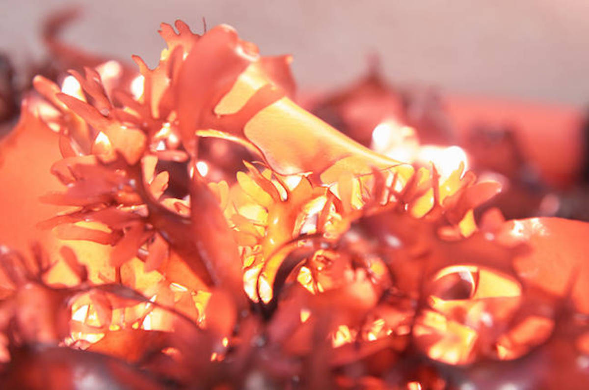 Boffins solve bacon crisis with newly-patented plant