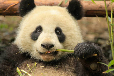 Young Panda in Chengdu Panda Base by https://www.flickr.com/photos/sujuhyte/ https://creativecommons.org/licenses/by-nd/2.0/ cc 2.0 Attribution-NoDerivs 2.0 Generic