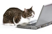 cat on a laptop