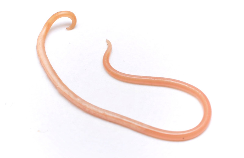 Roundworm infection increases female fertility • The Register