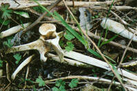 Generic bones. Pic: Random McRandomhead, Flickr