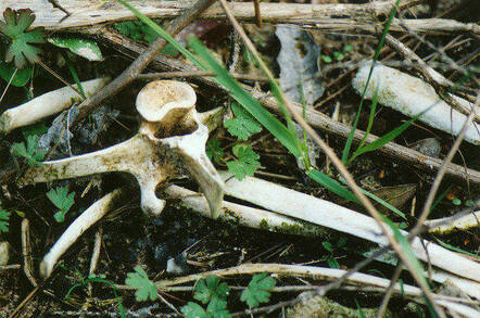 Generic bones. Pic: Random McRandomhead, Flickr