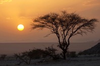Sunset in Niger, a tree silhouetted against a sunset in the Sahara desert. Photo via Shutterstock