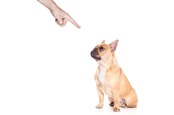 "Bad dog": Owner wags finger at naughty bulldog