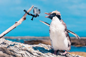 Penguin with video photo via Shutterstock