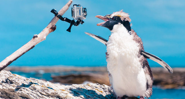 Penguin with video photo via Shutterstock