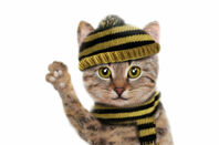 A cute cat in a jumper waves goodbye.... Pic via Shutterstock