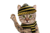 A cute cat in a jumper waves goodbye.... Pic via Shutterstock