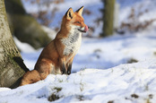 fox, image via shutterstock