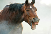 shutterstock horse