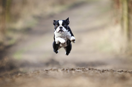 Dog jumping, image via Shutterstock