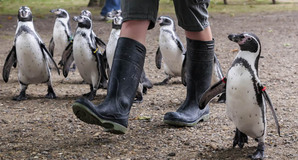 Penguins and wellies, image via Shutterstock