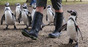 Penguins and wellies, image via Shutterstock