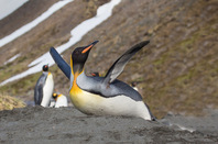Happy penguin, image via Shutterstock