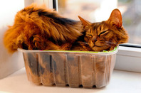 Cat in tupperware image via Shutterstock