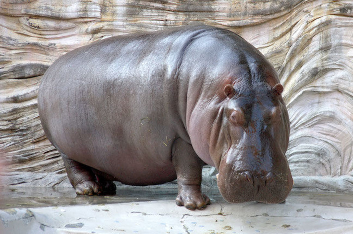 The last time Earth was this hot hippos lived in Britain (that’s 130,000 years ago)