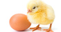 Chick egg, photo via Shutterstock
