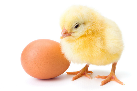 Chick egg, photo via Shutterstock