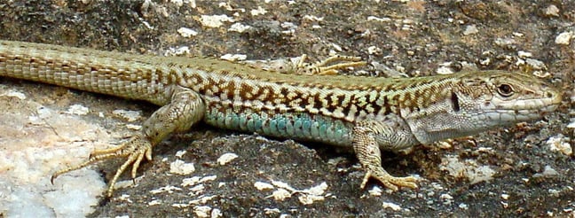 The Aegean Wall Lizard. Pic: Cambridge University