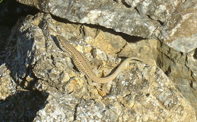 The Aegean Wall Lizard. Pic: Cambridge University