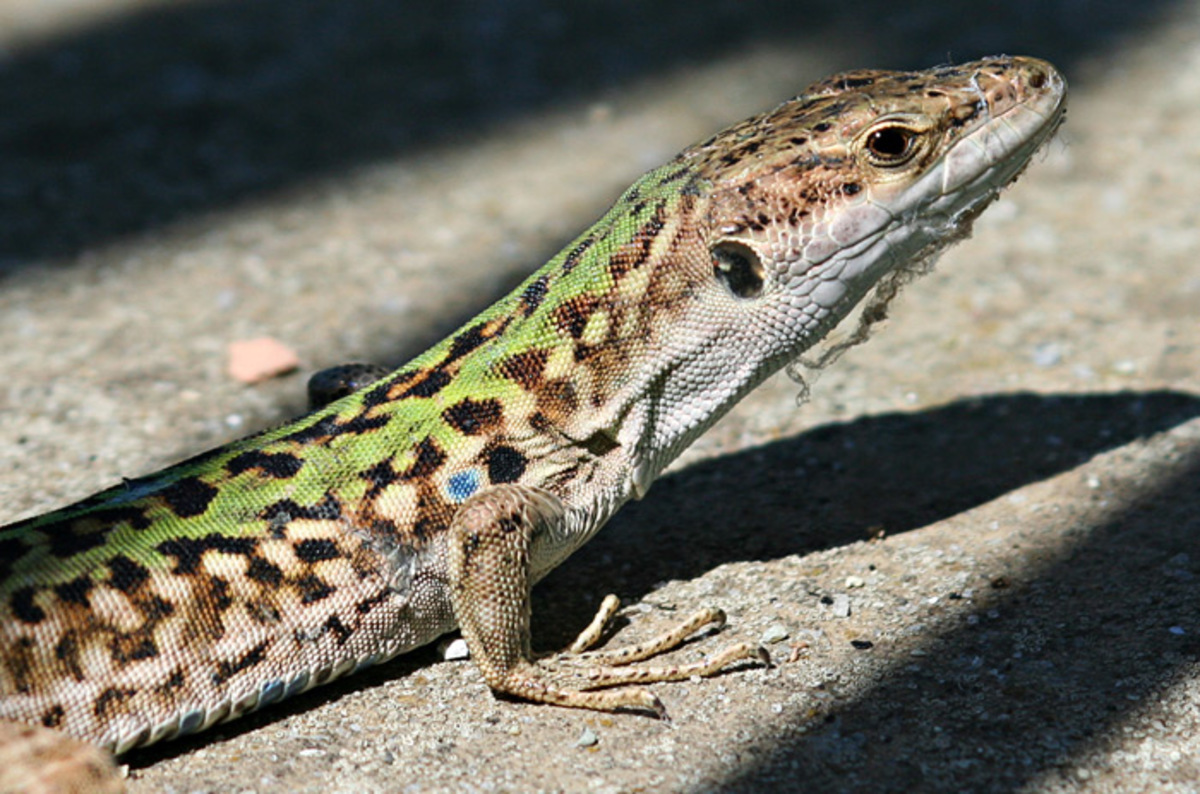 Cunning Greek lizards seek skin-matching rocks