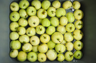 Apples, image via Shutterstock