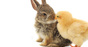 Chick and bunny Image via Shutterstock
