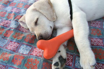 Puppy and bone, image via Shutterstock