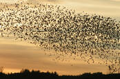 Flock_swarm_of_birds
