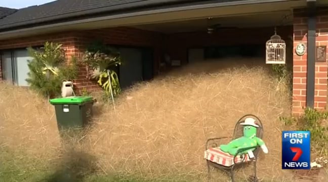 Hairy panic engulfs a home in Wangaratta. Pic: 7 News