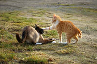 Two cats fighting