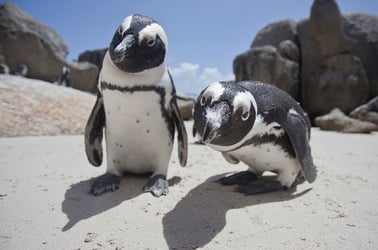 Curious penguins, image via Shutterstock