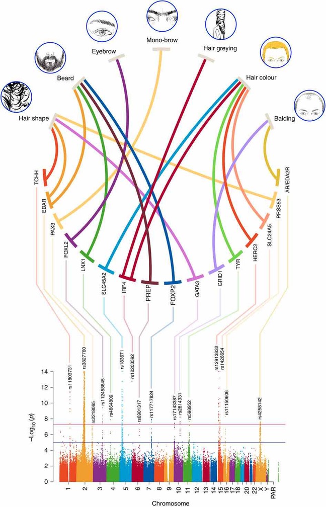 A genome-wide association scan in admixed Latin Americans identifies loci influencing facial and scalp hair features