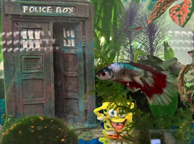 Kylie the fighting fish and a Tardis inside the tank