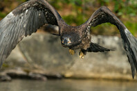 Juvenile Bald Eagle