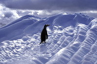 Lone penguin image via Shutterstock