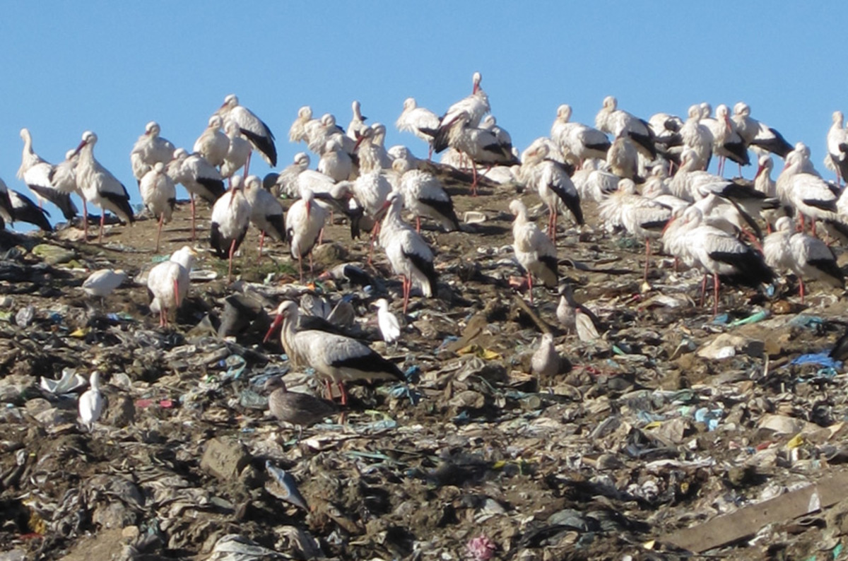 Storks bin migration for junk food diet