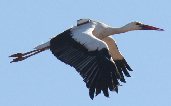 A stork fitted with a GPS tracker. Pic: Aldina Franco