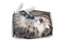 Cat in a box, image via Shutterstock