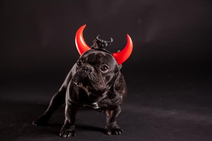  French bulldog puppy wears plastic devil horns and cute expression. Photo by Shutterstock