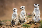 Meerkats, photo via Shutterstock