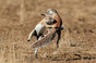 African ground squirrel, photo via Shutterstock