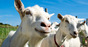 Goats, image via Shutterstock
