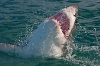 Shark, photo via Shutterstock