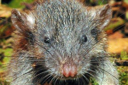 Sulawesi Slender Root-Rat
