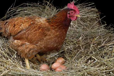 Chicken eggs, photo via Shutterstock