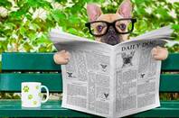 A dog wearing glasses, on a park bench reading the news paper