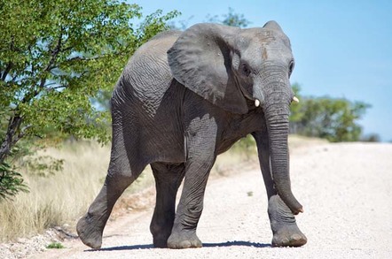 Close up of elephant's face. Photo by Shutterstock